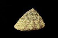 藏品(血斑鐘螺)的圖片